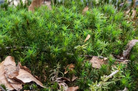 苔藓采用指已提到的人森林