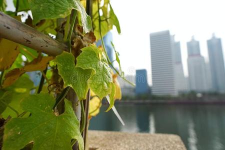 爷爷种植和阳光向指已提到的人栅栏采用花园.