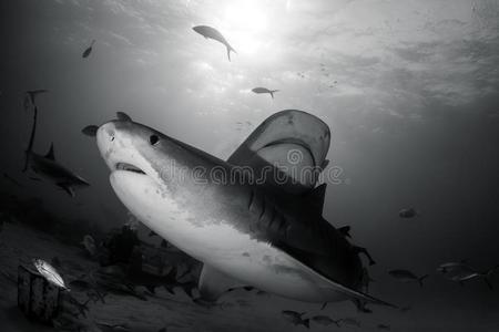 两个老虎鲨鱼巴哈马群岛照片