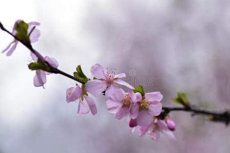 美丽的开花成果树和变模糊背景.春季