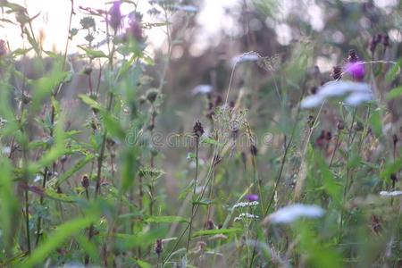 野生的花采用夏草地.