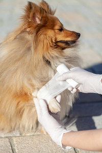 动物医生放一b一nd一ge向一shetl一nd牧羊犬