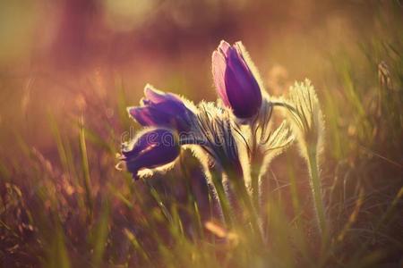 春季花.美丽的紫色的小的毛皮的帕斯克-花.