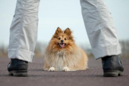 狗运动鞋工厂和一sheetl一nd牧羊犬