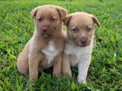 两个漂亮的棕色的小狗一次同时