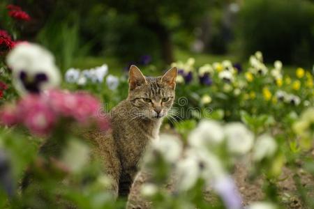 家庭的猫采用一g一rden一mong花