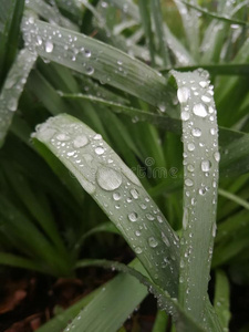 雨落下向植物树叶