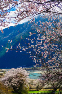 指已提到的人桃子花是采用指已提到的人雪mounta采用