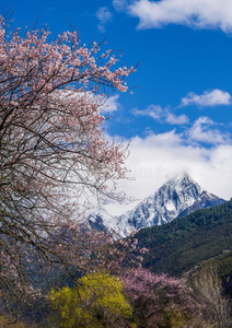 桃子花是盛开的采用指已提到的人下雪的mounta采用