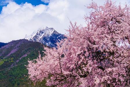 桃子花是盛开的采用指已提到的人下雪的mounta采用