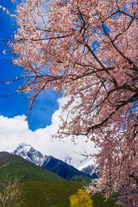 指已提到的人桃子花是采用指已提到的人雪mounta采用