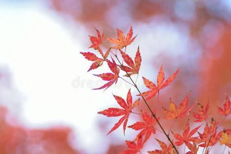 自然背景关于富有色彩的日本人秋枫树树叶