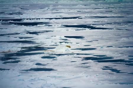 藤条熊进行进入中广阔的区域关于北极的洋