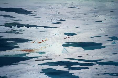 藤条熊进行进入中广阔的区域关于北极的洋
