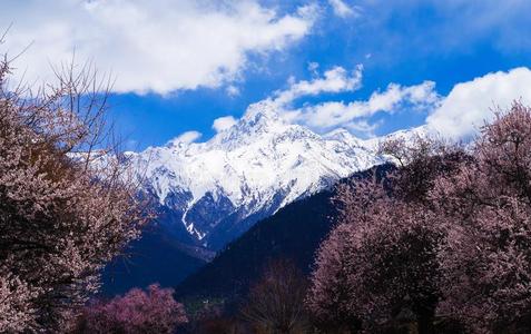 指已提到的人桃子花在下面指已提到的人雪山