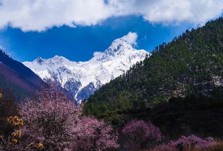 指已提到的人桃子花在下面指已提到的人雪山