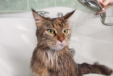 沐浴猫图片