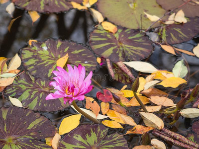 明亮的粉红色的百合花向指已提到的人p向d