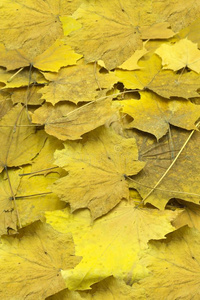薄的干的干燥的枫树种子和变黄或发黄植物的叶子在的时候指已提到的人落下树叶