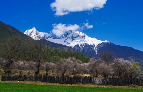 在下面指已提到的人雪山,桃子花