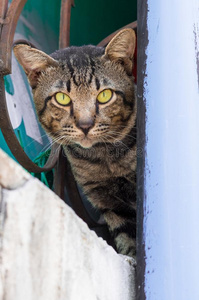 大街猫使隔离向背景,fr向t看法从指已提到的人顶