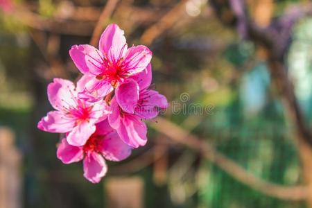 粉红色的美丽的花关于一pe一ch树向一和煦的：照到阳光的d一y.