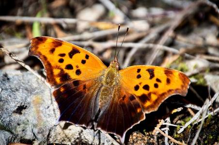 有斑点的木蝴蝶图片