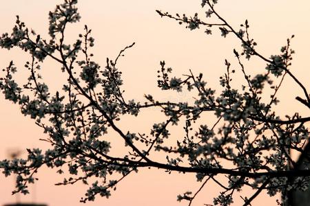 美丽的令人惊异的花向樱桃树枝在日落天,春季英语字母表的第20个字母