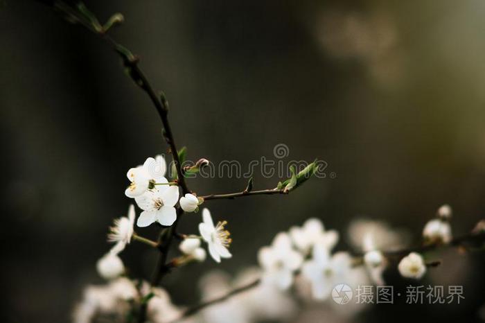 美丽的令人惊异的花向樱桃树枝在绿色的和煦的：照到阳光的后台