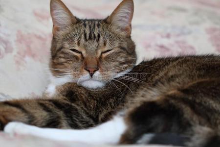 欲睡的棕色的短的-有毛发的猫采用床