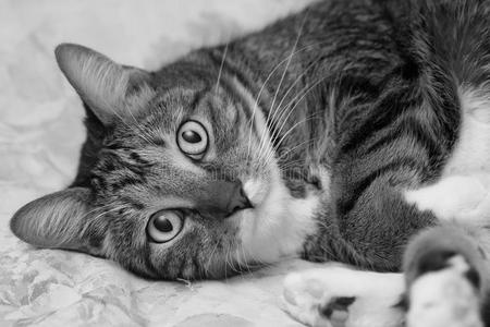 细黑一繁体字一灰色有条纹的家庭的猫谎言向指已提到的人床照片