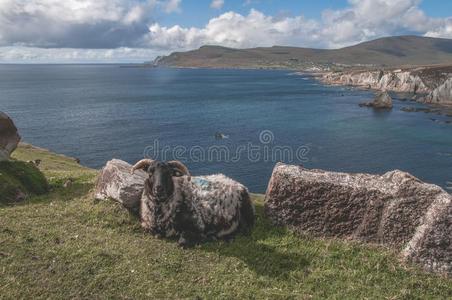 艾齐尔岛羊和山背景幕布
