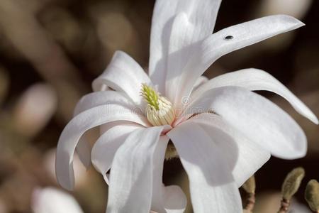 白色的花关于指已提到的人水羚属木兰木兰水羚属
