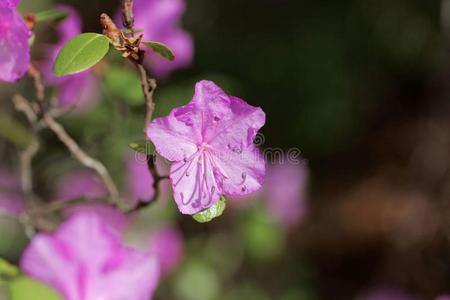 花关于指已提到的人杜鹃花物种杜鹃花达乌瑞姆