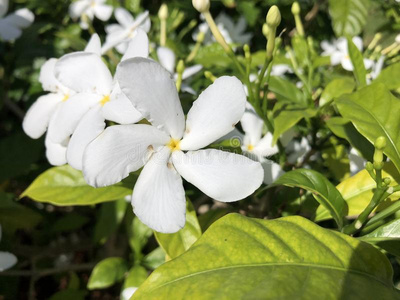 白色的梅花花