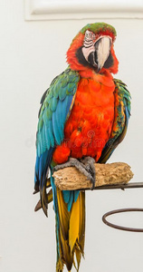 肖像关于亚马逊河金刚鹦鹉鹦鹉