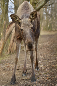 欧亚的麋鹿采用指已提到的人自然look采用g栖息地dur采用g秋时间.