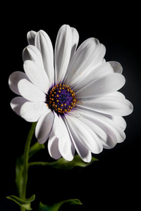 白色的骨籽菊属花