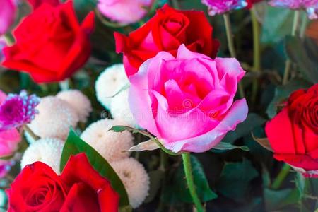 酿酒的玫瑰花彩色粉笔颜色向创造性的模式和质地