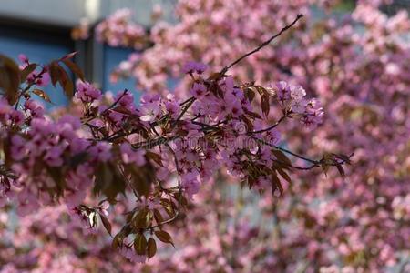 春季花树枝关于树向城市正面