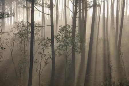 松树森林阳光和薄雾