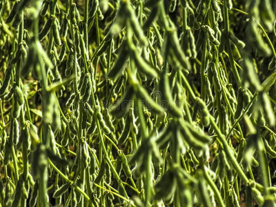 绿色大豆田图片