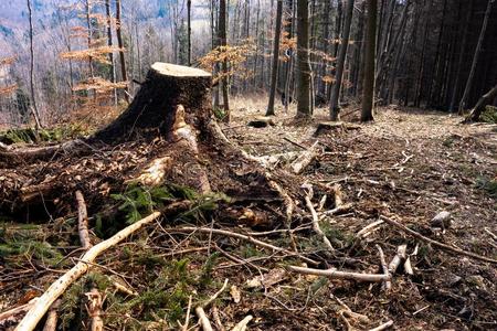 被损坏的森林后的伐木搬运业和剩余的树桩