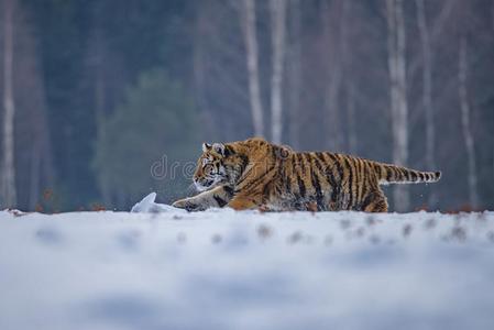 西伯利亚的老虎采用指已提到的人雪Pan指已提到的人ra底格里斯河
