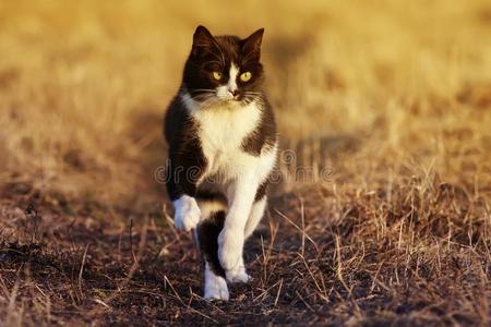 小猫跑步图片-小猫跑步素材-小猫跑步插画-摄图新视界