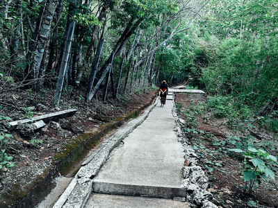 森林小路道路风景使用为背景.