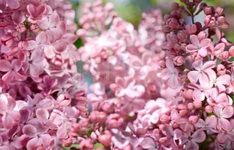紫色的和粉红色的丁香花属花采用一spr采用gg一rden.Rom一nticse一so