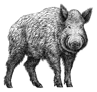 黑的和白色的铭记隔离的猪说明照片