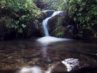 瀑布在指已提到的人carp在ian山在指已提到的人绿色的下雨的松树为