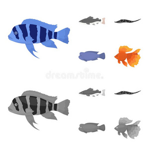 波西亚 丑角 水虎鱼 棘鳍类热带淡水鱼 蜂鸟 古比 鱼放置collect收集插画 正版商用图片2vg6hq 摄图新视界